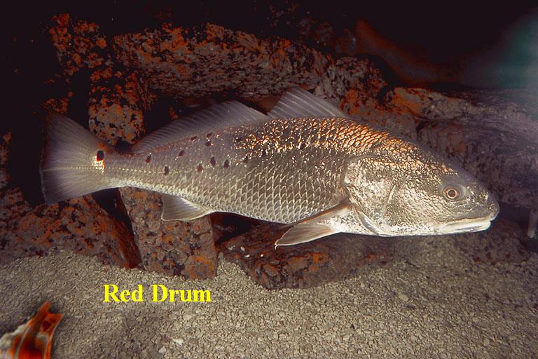 Redfish a.k.a. Red Drum, Channel Bass