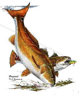 Redfish