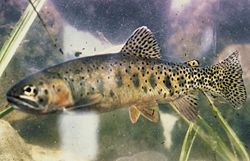 Rio Grande Cutthroat Trout