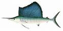 Atlantic Sailfish