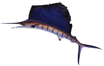 Pacific Sailfish