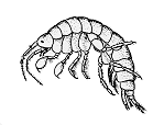 Scud ( freshwater shrimp)