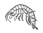 Scud ( freshwater shrimp) Scud ( freshwater shrimp)
