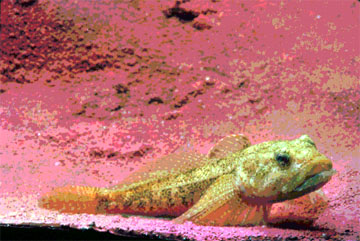 MOTTLED SCULPIN