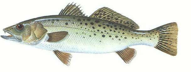 SEA TROUT