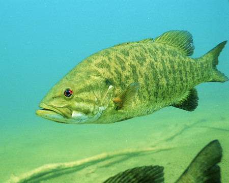 Smallmouth Bass