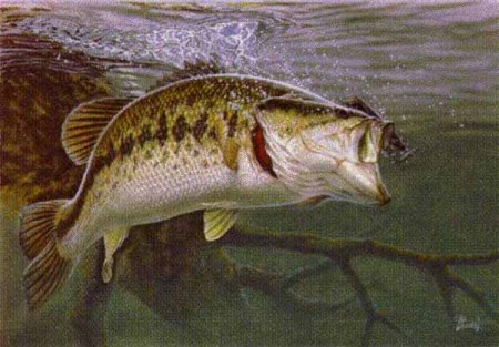 Smallmouth Bass