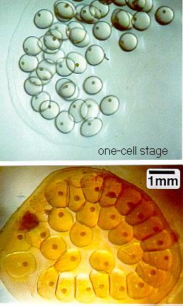 snail eggs