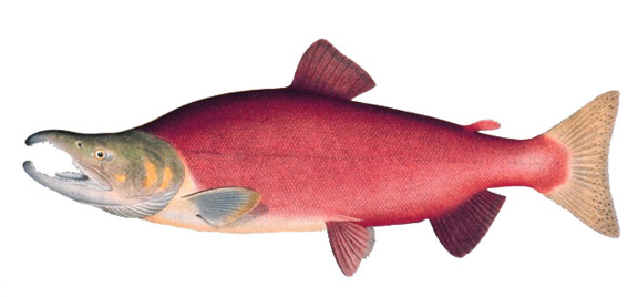 Sockeye Salmon