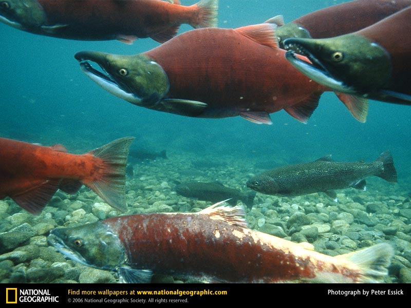 Sockeye Salmon