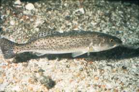 SPOTTED SEA TROUT