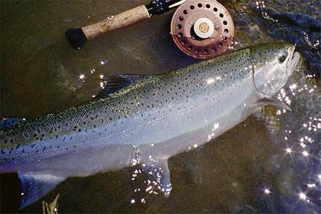 Nice Steelhead