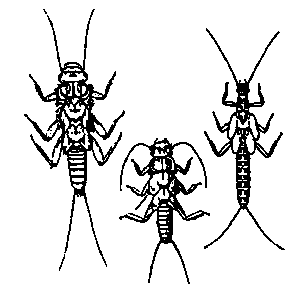 stonefly nymphs