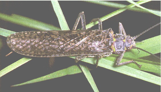 stonefly on a leaf