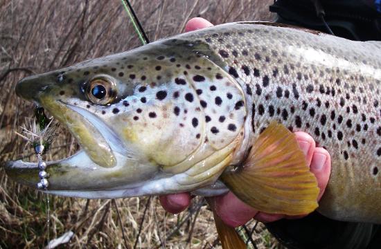 BROWN TROUT CAUGHT WITH STREAMER