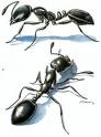 Typical Black Ants