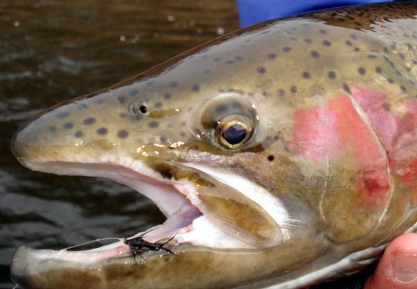 A Big Trout Caught on a Terrestrial