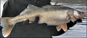 A Typical Walleye A Typical Walleye