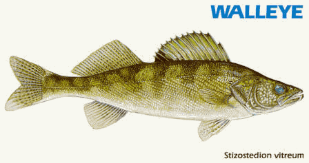 Walleye