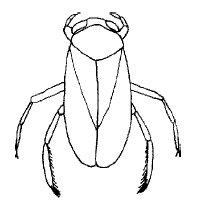 water boatman illustrated