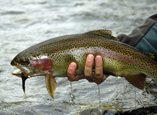 RAINBOW TROUT TAKEN ON WET FLY DROPPER RIG