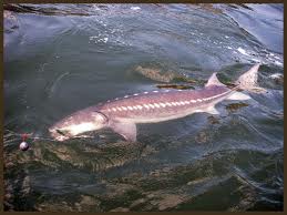 Was this the Columbia River Sturgeon that I lost???