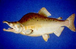 pink salmon pink salmon