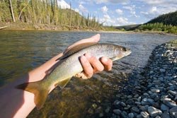 Arctic Grayling