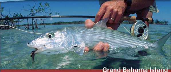 Bonefish caught in Grand Bahama Bonefish caught in Grand Bahama