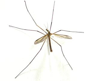 Crane fly