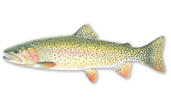 Cutbow Trout