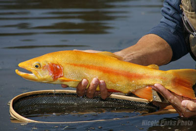 Male Golden Trout Male Golden Trout