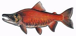 Landlocked, the Kokanee in its Spawning Colors