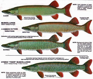 Muskie Chart Muskie Chart