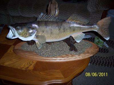 9lb 8oz Walleye 29