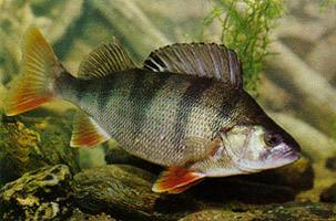 European Perch