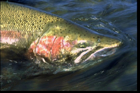 Steelhead Trout -- can you see why it's called Steelhead?